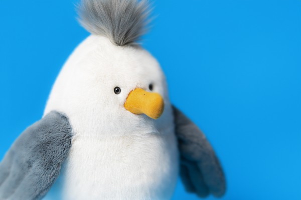 Chip Seagull